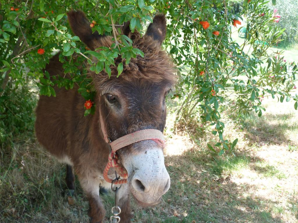 Agriturismo Apparita Montecastelli Pisano Εξωτερικό φωτογραφία