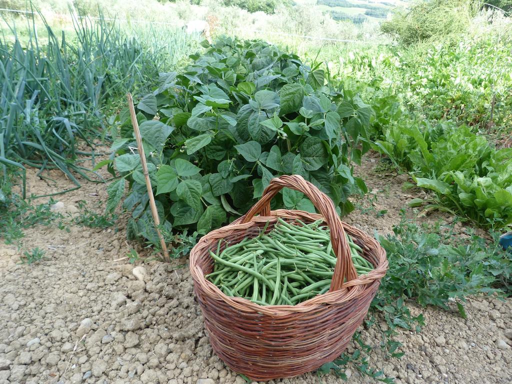 Agriturismo Apparita Montecastelli Pisano Εξωτερικό φωτογραφία